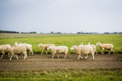Fotos af dansk landbrug.