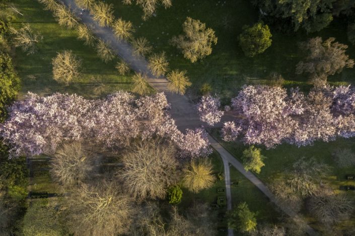 Kirsebærtræerne på Bakken: billeder taget for københavns kommune.